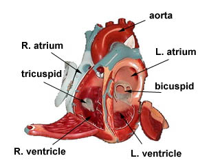 Chapter 34: The Circulatory System