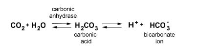 Illustration of the reaction forming bicarbonate ions.