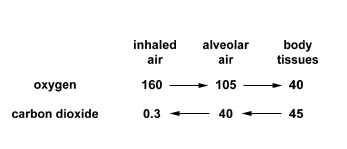 Illustration of the partial pressures found in the body.