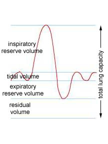 Lung exchange volumes.