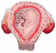 Model of development at 3 months