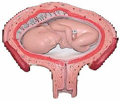 Model of development at 4 months