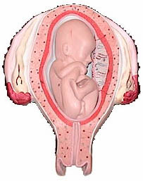 Model of development at 5 months