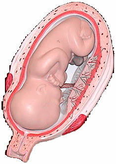 Model of development at 7 months