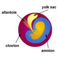 Illustration of extraembryonic membranes.