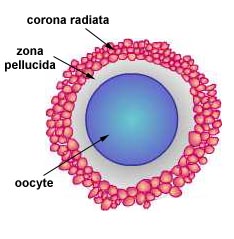 Illustration of a secondary oocyte.