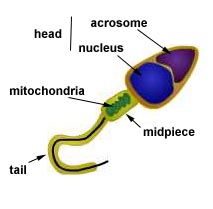 Illustration of a sperm cell.